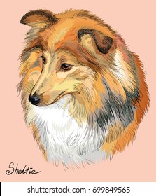 Sheltie (Shetland sheepdog) vector hand drawing illustration in different color on pink background