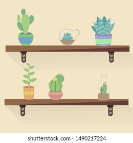 shelves with different plants, home plants