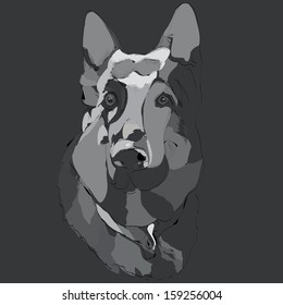 shepherd dog guarding its territory vector illustration