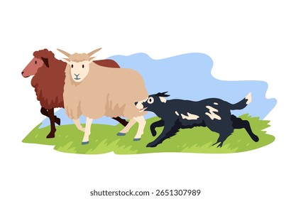 Shepherd dog herding flock of sheep, assistance and help of pet running to grazing animals. Agricultural job of Border Collie to protect and care domestic livestock cartoon vector illustration