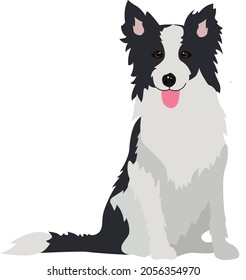 Perro pastor con fondo blanco aislado. Ilustración de una collie fronteriza.