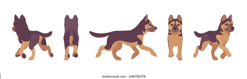 Shepherd dog running. Working breed, family pet, companion for disability assistance, search, rescue, police, military help. Vector flat style cartoon illustration, white background, different views