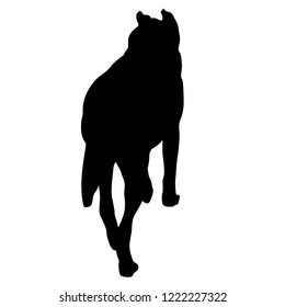 Shepherd dog silhouette on a white background
