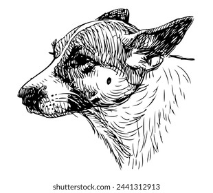 Shepherd dog sketch portrait, profile, pet, domestic animal, head, vector hand drawing isolated on white