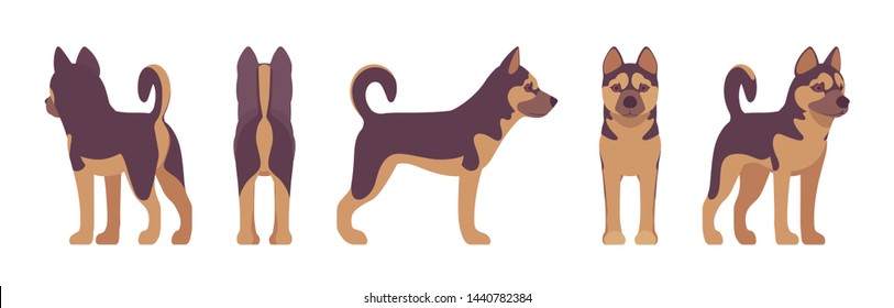 Shepherd dog standing. Working breed, family pet, companion for disability assistance, search, rescue, police, military help. Vector flat style cartoon illustration, white background, different views