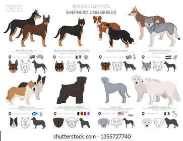 Shepherd and herding dogs collection isolated on white. Flat style. Different color and country of origin. Vector illustration