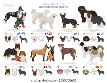 Shepherd and herding dogs collection isolated on white. Flat style. Different color and country of origin. Vector illustration