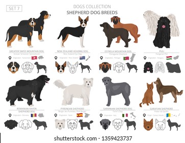 Shepherd and herding dogs collection isolated on white. Flat style. Different color and country of origin. Vector illustration