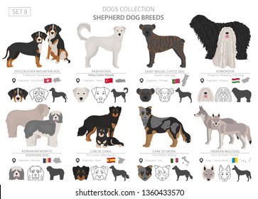 Shepherd and herding dogs collection isolated on white. Flat style. Different color and country of origin. Vector illustration