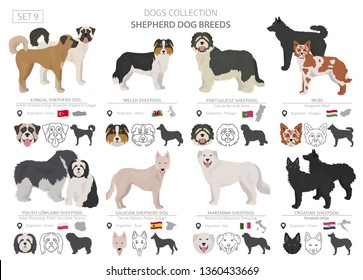 Shepherd and herding dogs collection isolated on white. Flat style. Different color and country of origin. Vector illustration