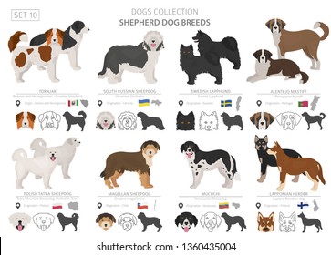 Shepherd and herding dogs collection isolated on white. Flat style. Different color and country of origin. Vector illustration