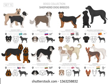 Shepherd and herding dogs collection isolated on white. Flat style. Different color and country of origin. Vector illustration