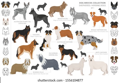 Shepherd and herding dogs collection isolated on white. Flat style. Different color and country of origin. Vector illustration svg