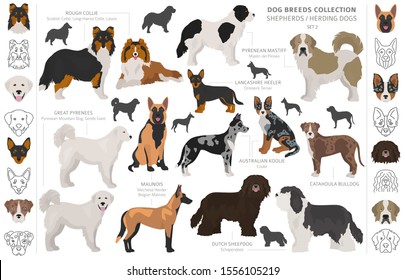 Shepherd and herding dogs collection isolated on white. Flat style. Different color and country of origin. Vector illustration