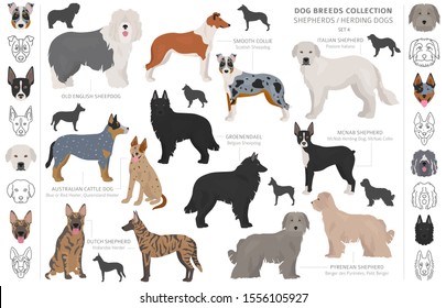 Shepherd and herding dogs collection isolated on white. Flat style. Different color and country of origin. Vector illustration svg