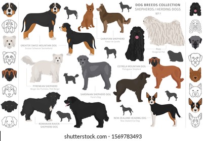 Shepherd and herding dogs collection isolated on white. Flat style. Different color and country of origin. Vector illustration