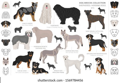 Shepherd and herding dogs collection isolated on white. Flat style. Different color and country of origin. Vector illustration