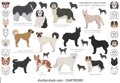 Shepherd and herding dogs collection isolated on white. Flat style. Different color and country of origin. Vector illustration