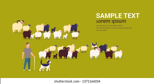 shepherd with stick and dogs herding flock of white black sheeps male farmer breeding sheep wool farm concept farmland flat full length copy space horizontal