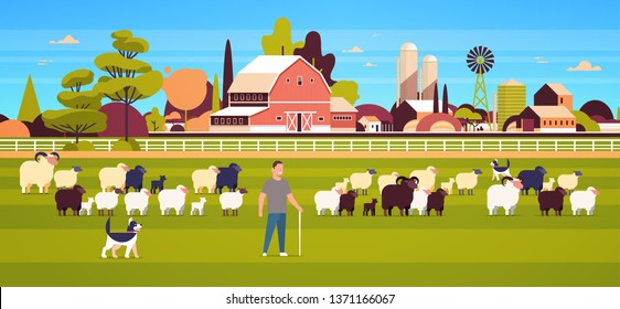 shepherd with stick and dogs herding flock of white black sheeps male farmer breeding sheep wool farm concept field farmland countryside landscape flat full length horizontal