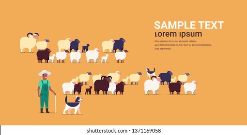 shepherd with stick and dogs herding flock of white black sheeps african american male farmer breeding sheep wool farm concept farmland flat full length copy space horizontal