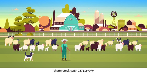 shepherd with stick and dogs herding flock of white black sheeps african american male farmer breeding sheep wool farm concept field farmland countryside landscape flat full length horizontal