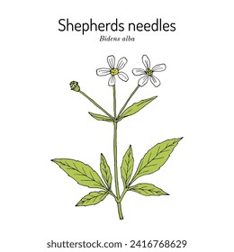 Hirtennadeln oder Beggarticks (Bidens alba), Heilpflanze. handgezeichnete botanische Vektorgrafik