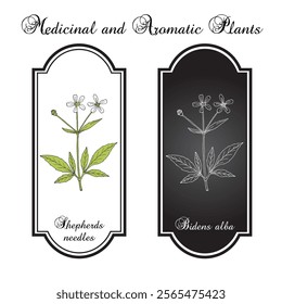 Shepherds needles, or beggarticks (Bidens alba), medicinal plant. Hand drawn botanical vector illustration