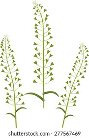 Shepherds purse