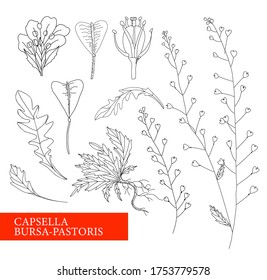 The shepherd's purse. Shepherd's bag. Botanical illustration. folk medicine, treatment, aromatherapy, packaging design, field bouquet. Medicinal plants. Vector illustration isolated on a white backgro