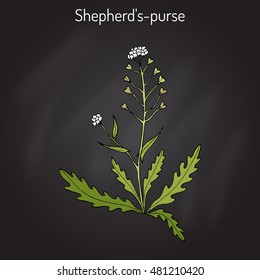 Shepherd's purse (Capsella bursa-pastoris), medicinal herb. Hand drawn botanical vector illustration