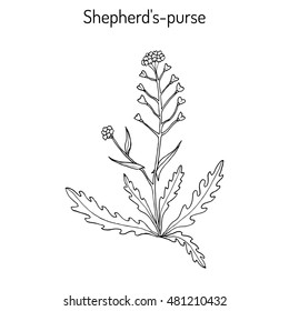 Shepherd's purse (Capsella bursa-pastoris), medicinal herb. Hand drawn botanical vector illustration