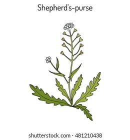 Shepherd's purse (Capsella bursa-pastoris), medicinal herb. Hand drawn botanical vector illustration