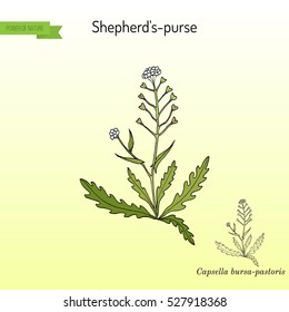 Shepherd's purse (Capsella bursa-pastoris), medicinal herb. Hand drawn botanical vector illustration