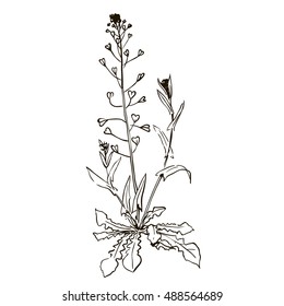 Shepherd's purse, Capsella bursa-pastoris vector illustration on a white background, medicinal herb.