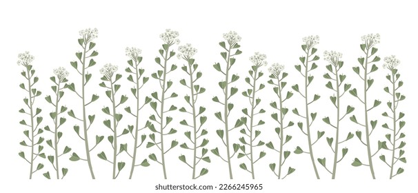 shepherd's purse, field flowers, vector drawing wild plants at white background, floral elements, hand drawn botanical illustration