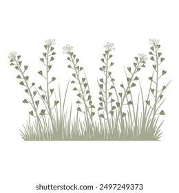 shepherd's purse, field flowers, vector drawing wild plants and green grass at white background, floral elements, hand drawn botanical illustration