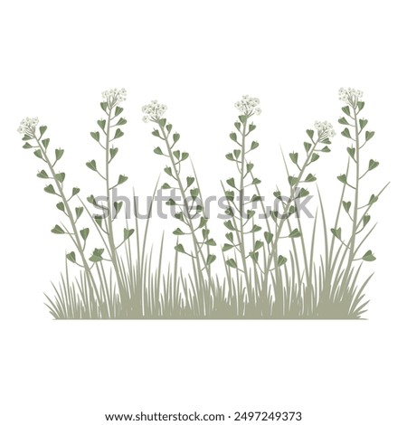 shepherd's purse, field flowers, vector drawing wild plants and green grass at white background, floral elements, hand drawn botanical illustration