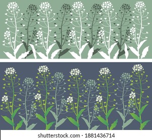 Shepherd's purse, Flower pattern, Spring flower