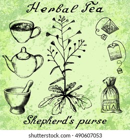 Shepherd's purse hand drawn sketch botanical illustration. Utensils for tea. Vector illustation. Medical herbs. Lettering in English and Russian languages. Grunge background