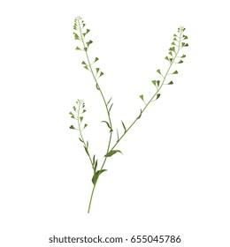 Shepherd's purse plant. Isolated vector illustration. Meadow weed.