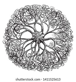 Shetland argus usually more than a foot across is sometimes found on the British coast, vintage line drawing or engraving illustration.