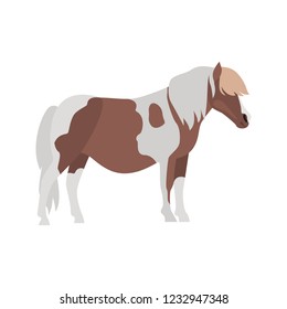 Shetland Pony color vector icon. Flat desing