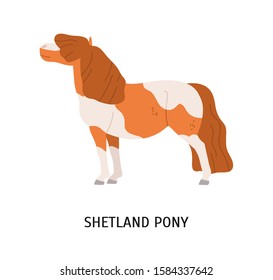 Shetland pony flat vector illustration. Small equine, pedigree hoss, thiller, undersized horse. Equestrian sport, animal breeding concept. Dwarf horse, hoofed mammal isolated on white background.