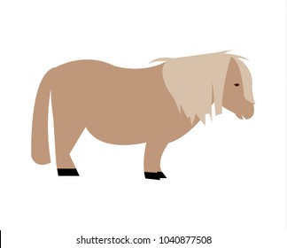 Shetland pony miniature horse