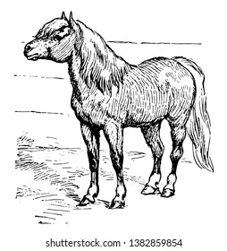 Shetland Pony which is used for riding driving and pack purposes, vintage line drawing or engraving illustration.