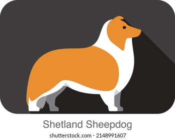 Shetland Sheepdog dog breed flat icon design, vector illustration