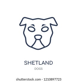 Shetland Sheepdog dog icon. Shetland Sheepdog dog linear symbol design from Dogs collection. Simple outline element vector illustration on white background.