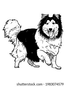 Ilustración del dibujo de la mano del vector Shetland-Sheepdog en color negro aislado en fondo blanco