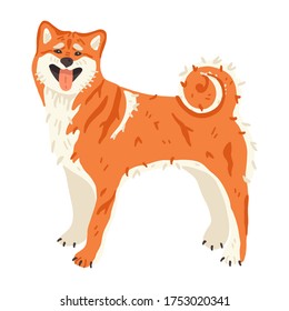 Shiba Inu or Akita Inu Japanese breed of hunting dog. Very clean purebred domestic animal flat vector illustration. Cute pet for promo poster, sticker, grooming salon flyer.